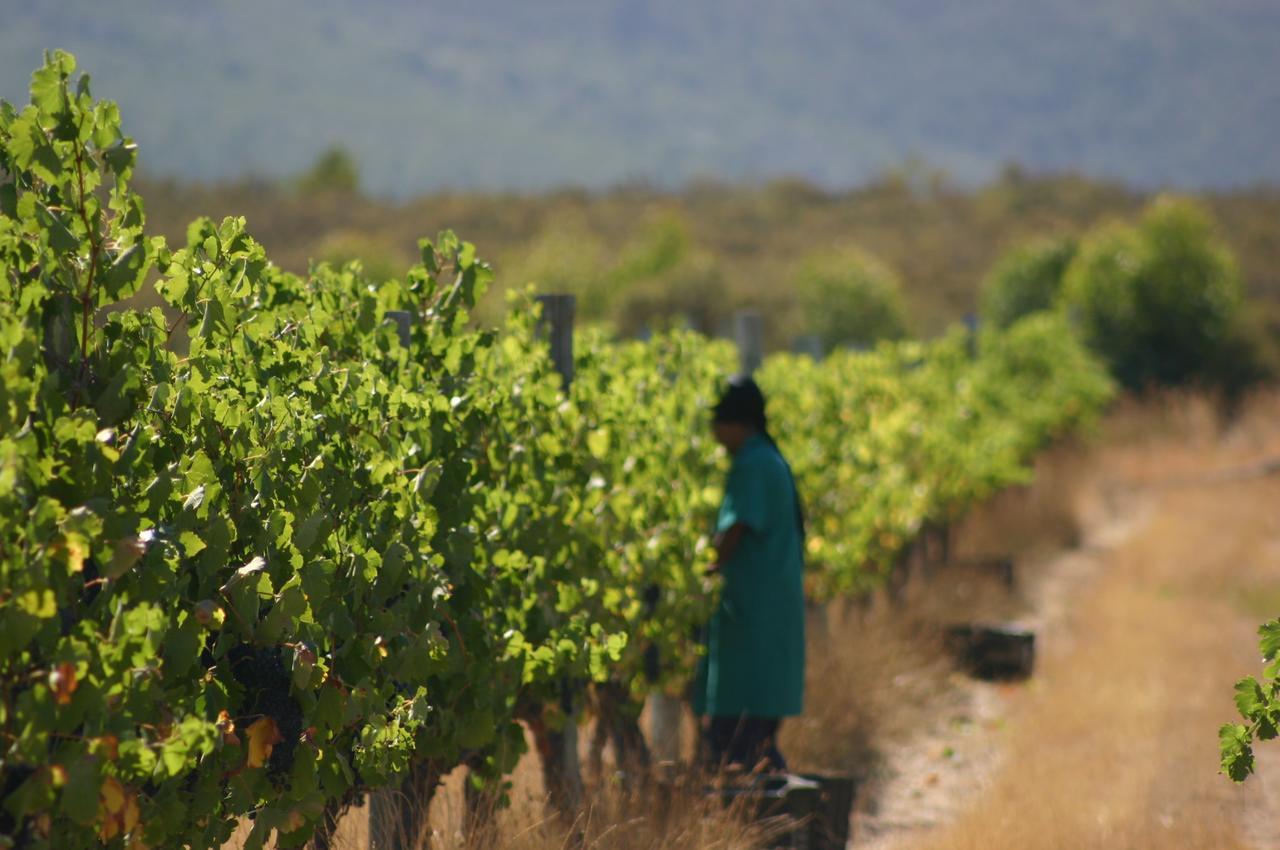 Fraaigelegen Farm - Home Of Adhara Evoo タルバ エクステリア 写真