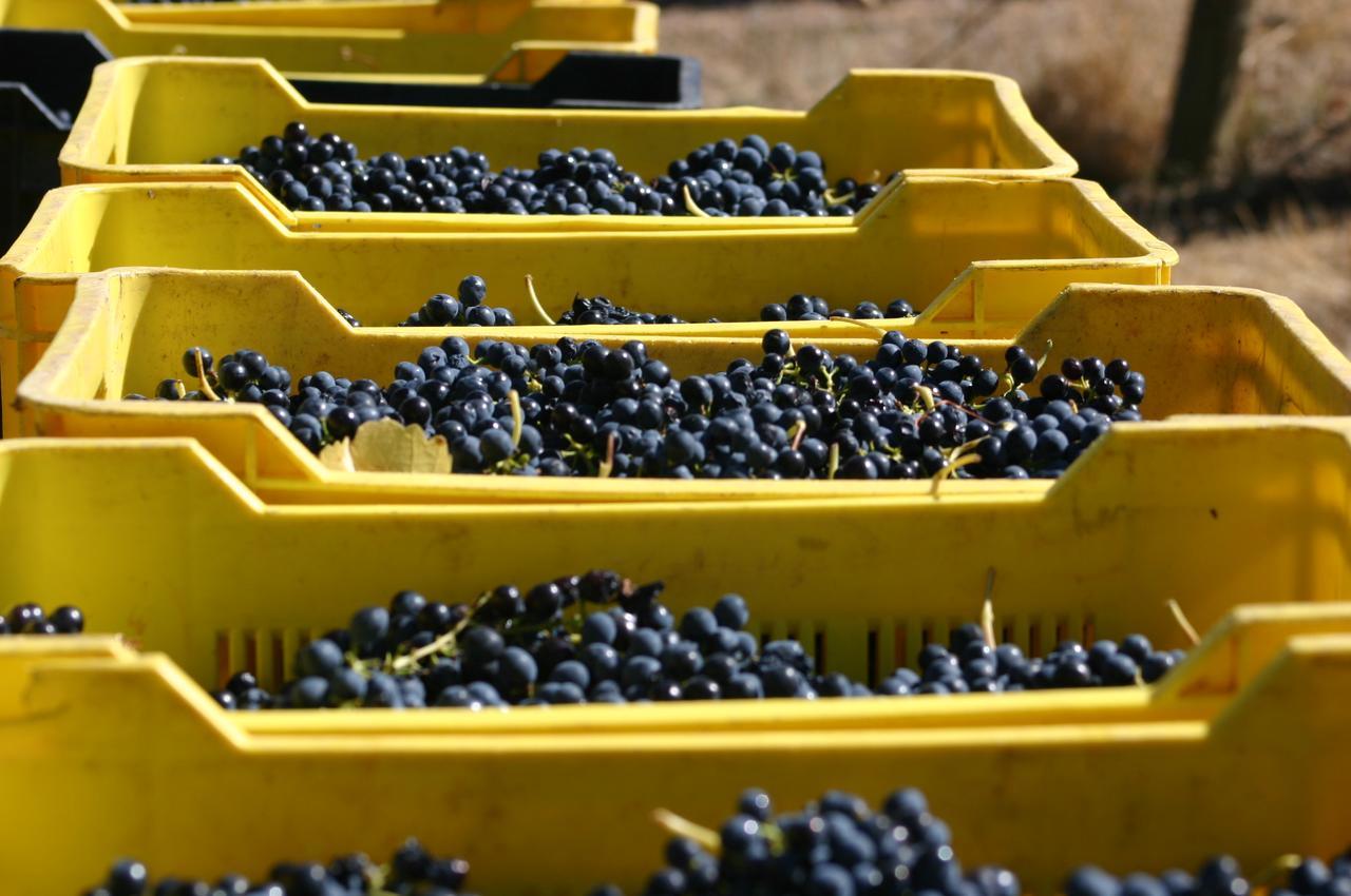 Fraaigelegen Farm - Home Of Adhara Evoo タルバ エクステリア 写真